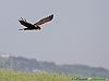 Uccelli accipitriformi 09-Falco di palude.jpg